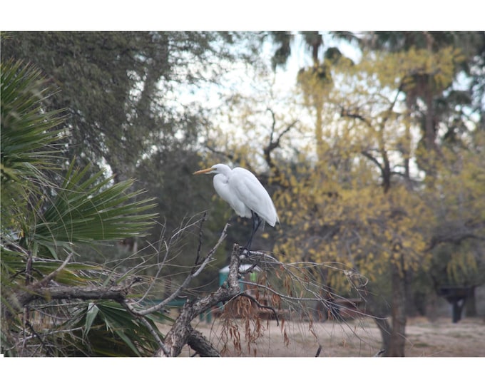 Digital Download White Heron Water Bird Native Wildlife Print, Nature Photography