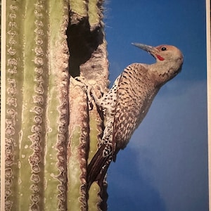 Vintage Postcards | Flicker Bird Post Card | Vintage Pictured Postcards | Bird Lover Gift