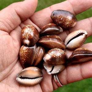 May include: A collection of small, smooth cowrie shells with a glossy finish. The shells feature a rich brown color with white speckled patterns on the dorsal side and a cream-colored underside with a distinct, serrated central opening.
