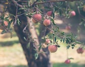 Il_170x135