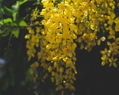 Il_170x135
