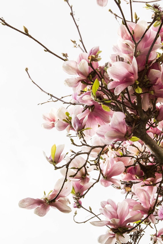 Spring Photography Print, Pink Magnolia, Il_570xn