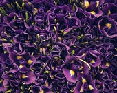 Il_170x135