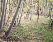 Il_170x135