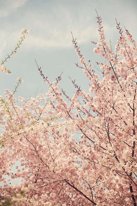 Washington DC Cherry Blossoms, Pink Spring Flower Photography print, Il_570xn