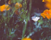 Il_170x135