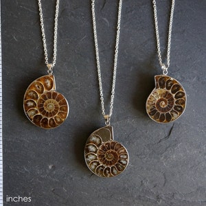 Ammonite Fossil Necklace, Mens Ammonite Necklace, Mens Necklace, Men's Necklace, Men's Jewelry, Genuine Ammonite Necklace, Gift for Him image 2