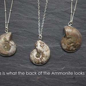 Puede incluir: Tres collares de plata con colgantes de amonita fosilizada. Las amonitas son marrones y grises y tienen forma de espiral.