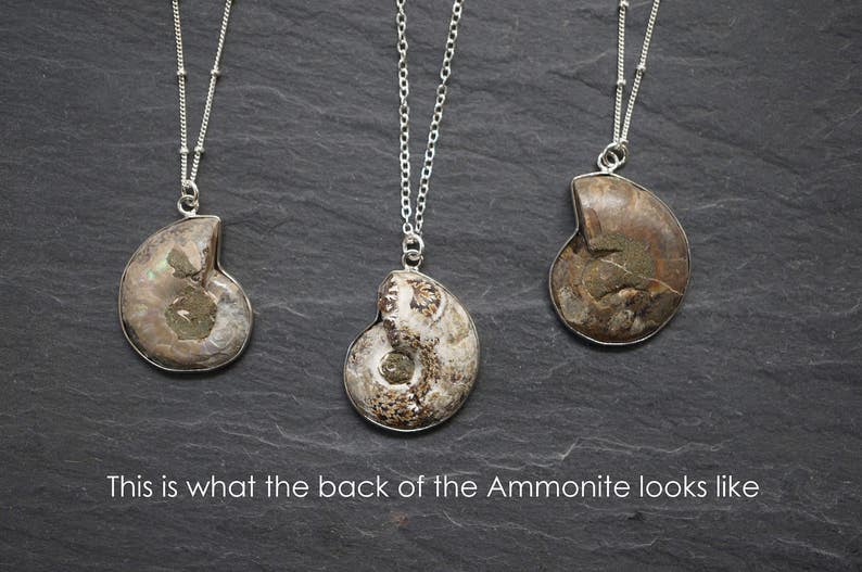 Puede incluir: Tres collares de plata con colgantes de amonita fosilizada. Las amonitas son marrones y grises y tienen forma de espiral.