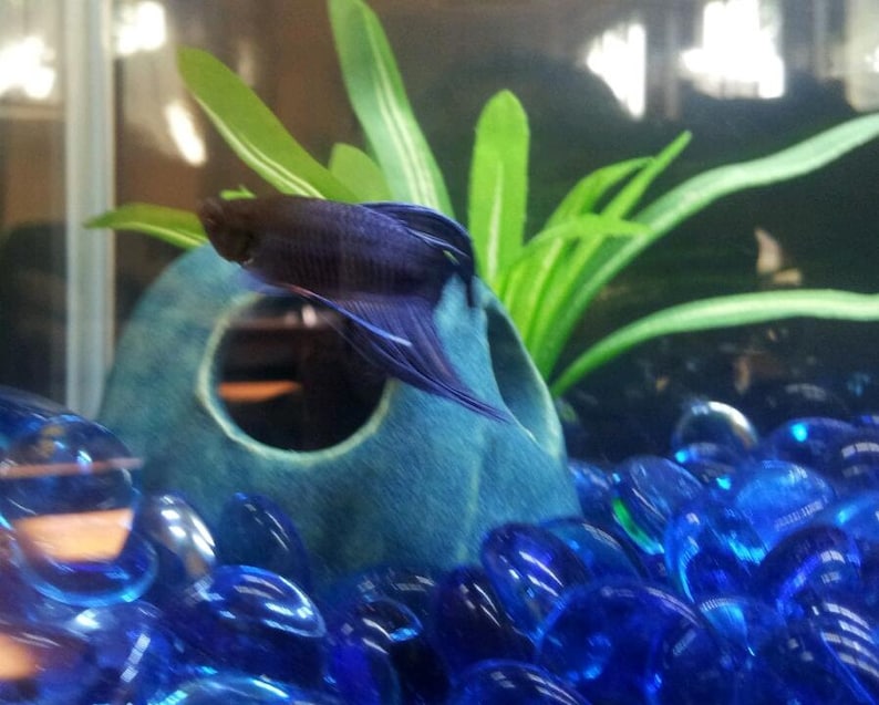 Basic Betta Fish Cave MADE TO ORDER Aquarium Rocks Fish Etsy