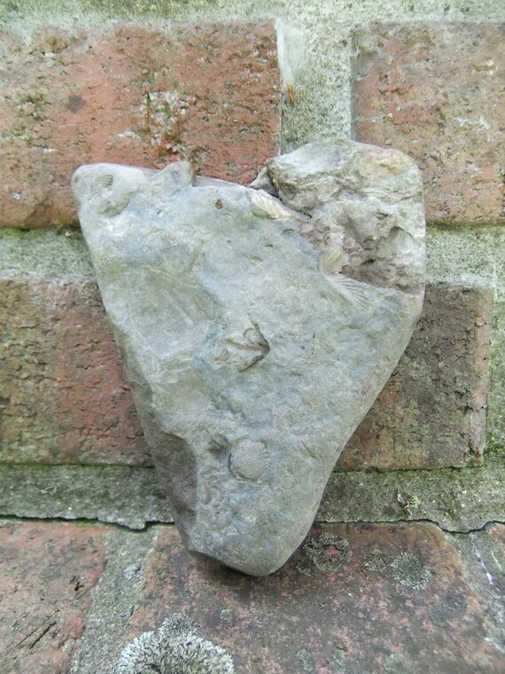 fossil heart