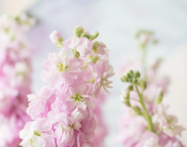 Flower Print Pink Stocks Fine Art Photograph Etsy UK