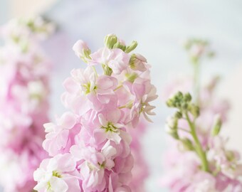 Flower Print - Pink Stocks Fine Art Photograph