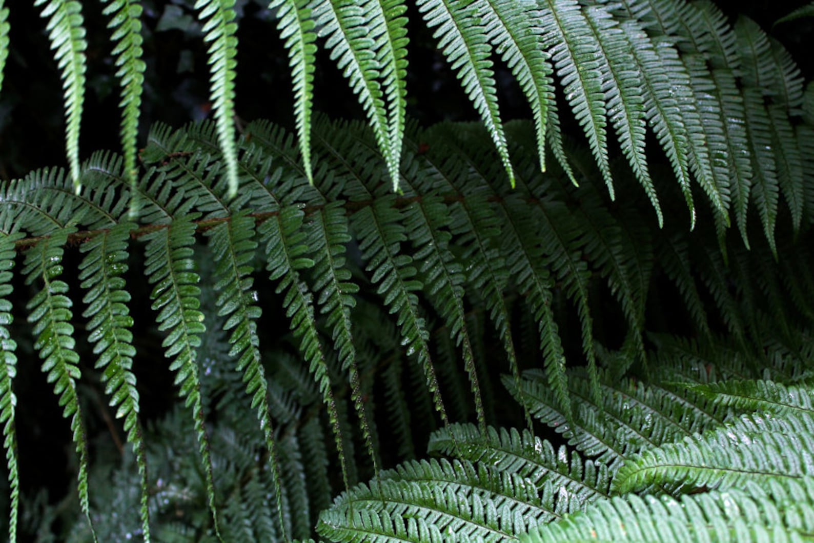 Папоротник коралл ферн. Leaflets ferns. Папоротник полиподиум. Папоротник neolepisorus truncatus. Щитовник валлиха.