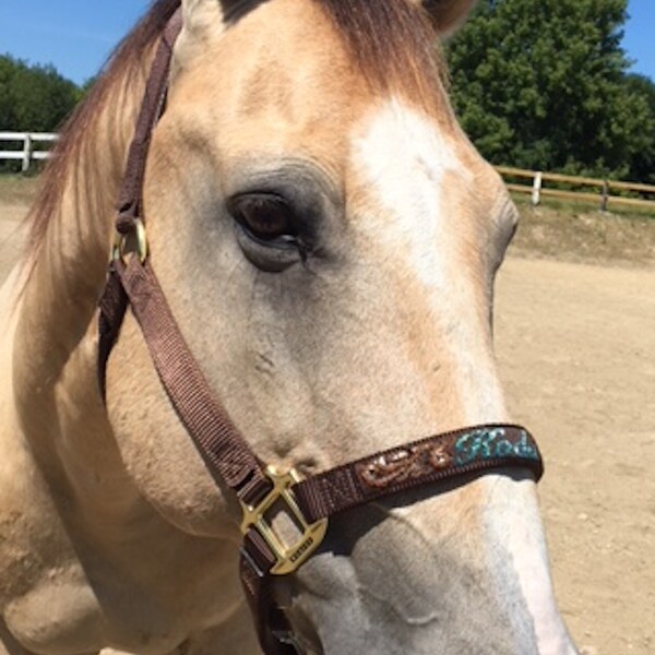 Custom Horse Halter Etsy
