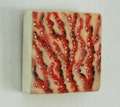 Red Coral Encaustic Painting, Coastal Décor, Small Painting, Original Art, Tropical, Contemporary, Beach house, Gift for Beach Lover, Mom