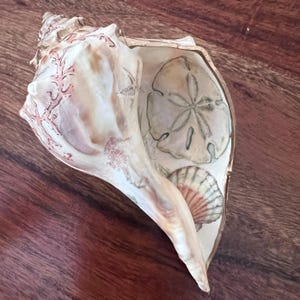 May include: A large, off-white conch shell featuring a decorative painted interior. The shell surface displays a textured, coral-like pattern in soft pink. Inside, a detailed illustration of a sand dollar and a small scallop shell are visible.