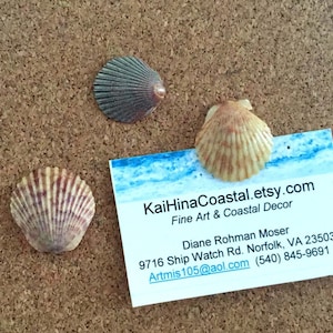 Seashell Thumbtacks, Shell Pushpins, Coastal Decor, Cute Office Accessories,  Teacher gift, Home office, Beach Decor, Scallop Shells