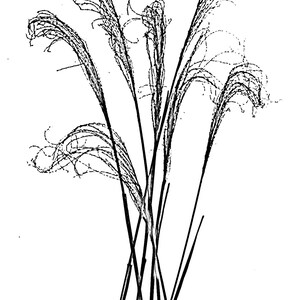 Thermofax Curly Grass Screen