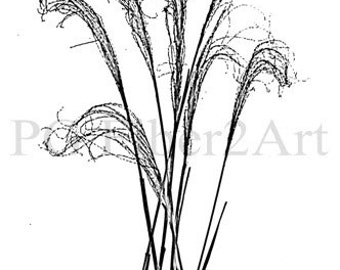 Thermofax Curly Grass Screen