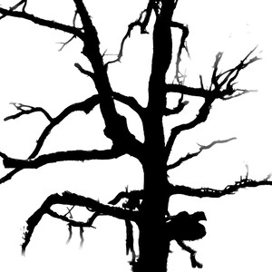 Dead tree