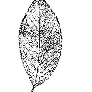 Thermofax Beech Leaf Screen