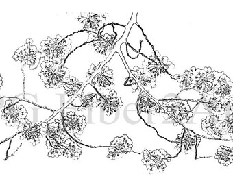 Thermofax Screen Cherry Blossoms