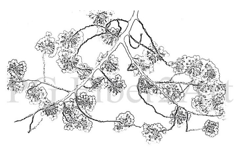 Thermofax Screen Cherry Blossoms image 1