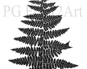 Thermofax Screen Fern