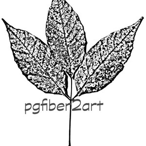 Thermofax Beech Leaf Cluster Screen