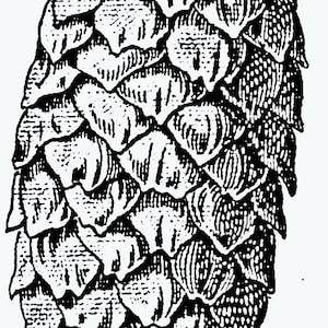 Thermofax Screen Vintage Pinecone