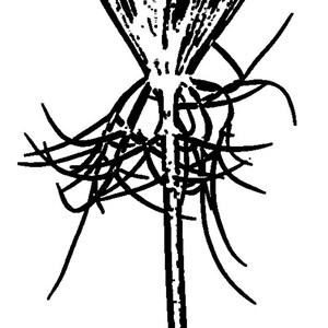 Thermofax Screen Queen Anne&#39;s Lace, closed