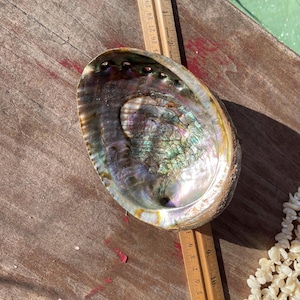 May include: An iridescent abalone shell with a pearlescent interior, displaying shades of green, purple, and gold. The shell is oval-shaped and rests on a wooden surface. A wooden ruler is placed next to the shell.