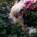 Lottie