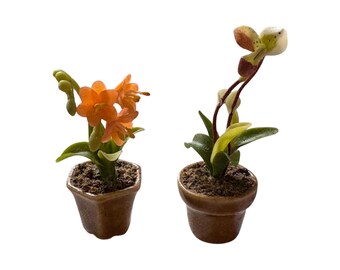 1 Rhodophiala Bifida PINK OXBLOOD Lily Large BULB ~~ Mini