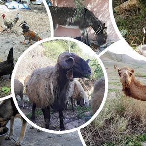Könnte beinhalten: Eine Collage aus Bildern mit verschiedenen Tieren, darunter ein Kamel, ein Schaf, ein Esel, Hühner, Hunde und Kätzchen. Die Bilder sind kreisförmig angeordnet, wobei jedes Bild einen Teil der Gesamtkomposition einnimmt.