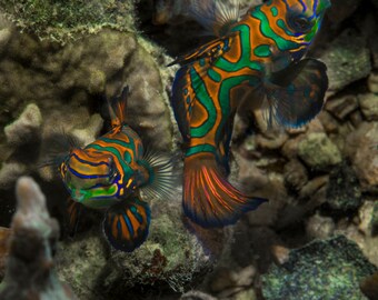 mandarin goby etsy