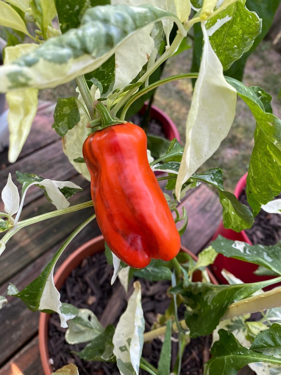 Candy Cane Pepper Seeds Etsy