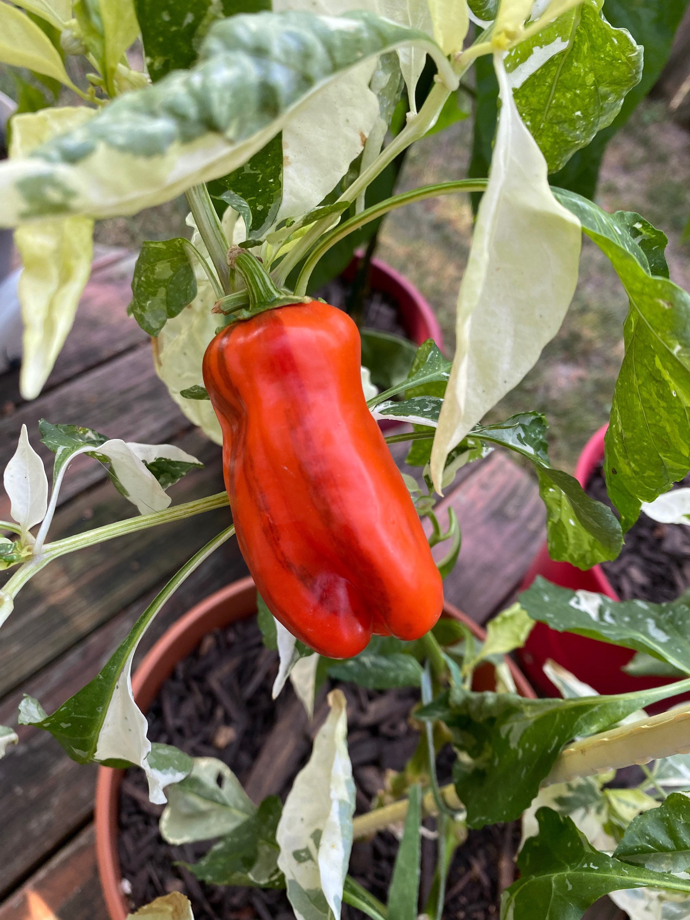 Candy Cane Pepper Seeds Etsy