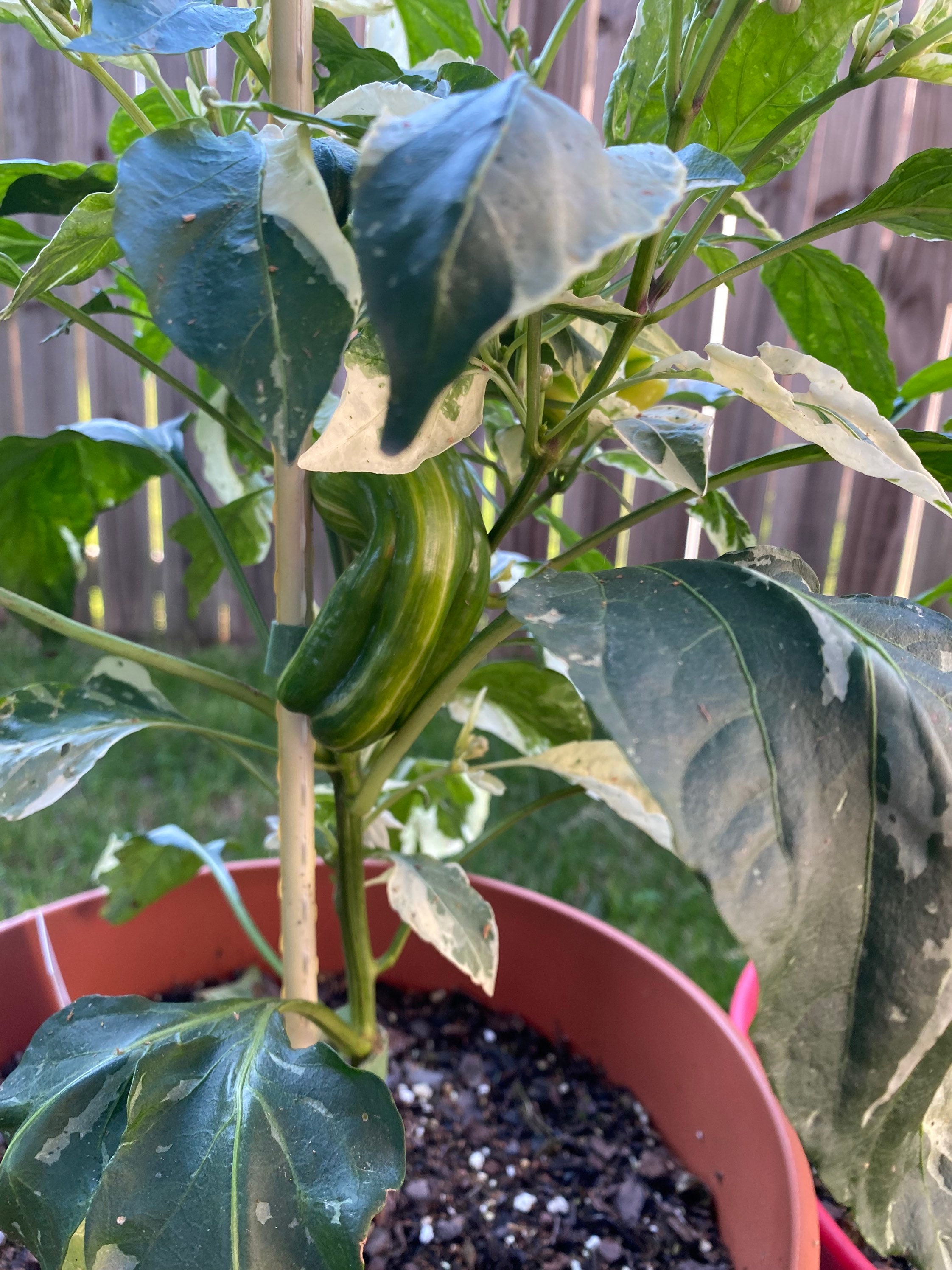 Candy Cane Pepper Seeds Etsy