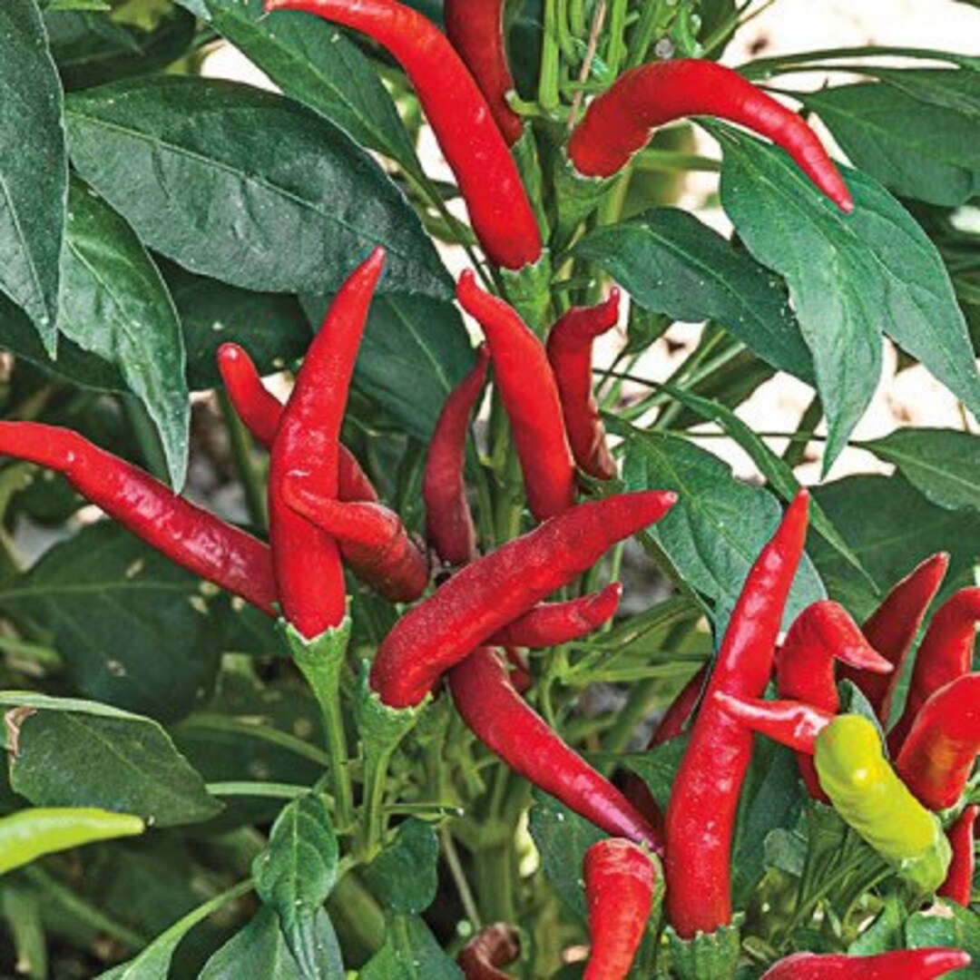 Dragon Cayenne Pepper Seeds Etsy