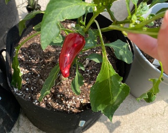 Fresno Chili Hot Pepper Seeds