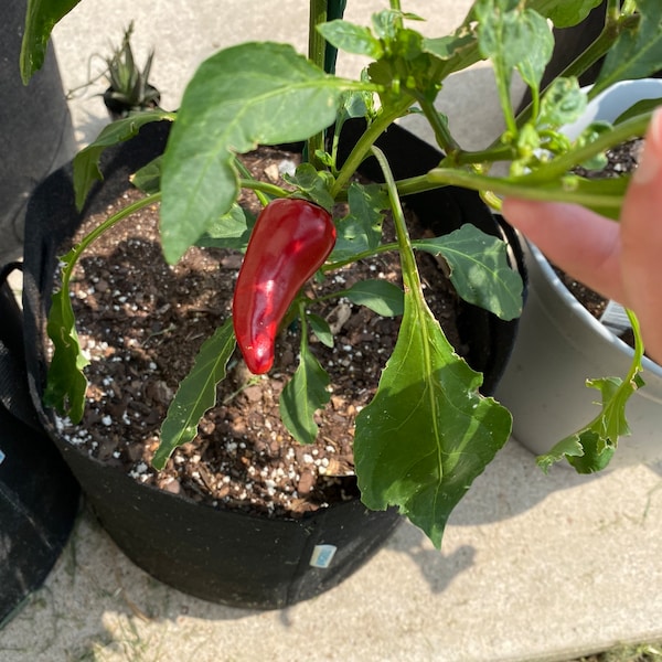 Fresno Chili Hot Pepper Seeds