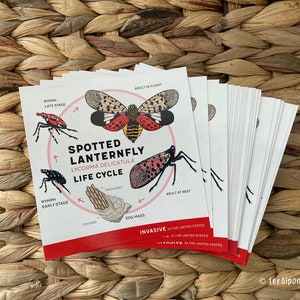 Spotted Lanternfly Lifecycle Stickers