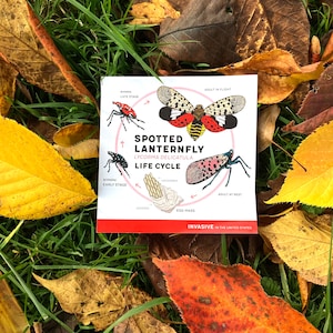 Spotted Lanternfly Lifecycle Sticker Set (5 Stickers)