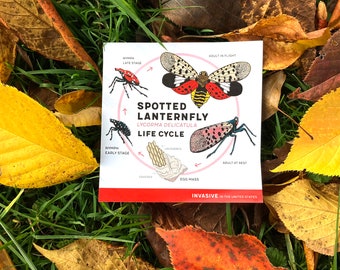 Spotted Lanternfly Lifecycle Sticker Set (5 Stickers)