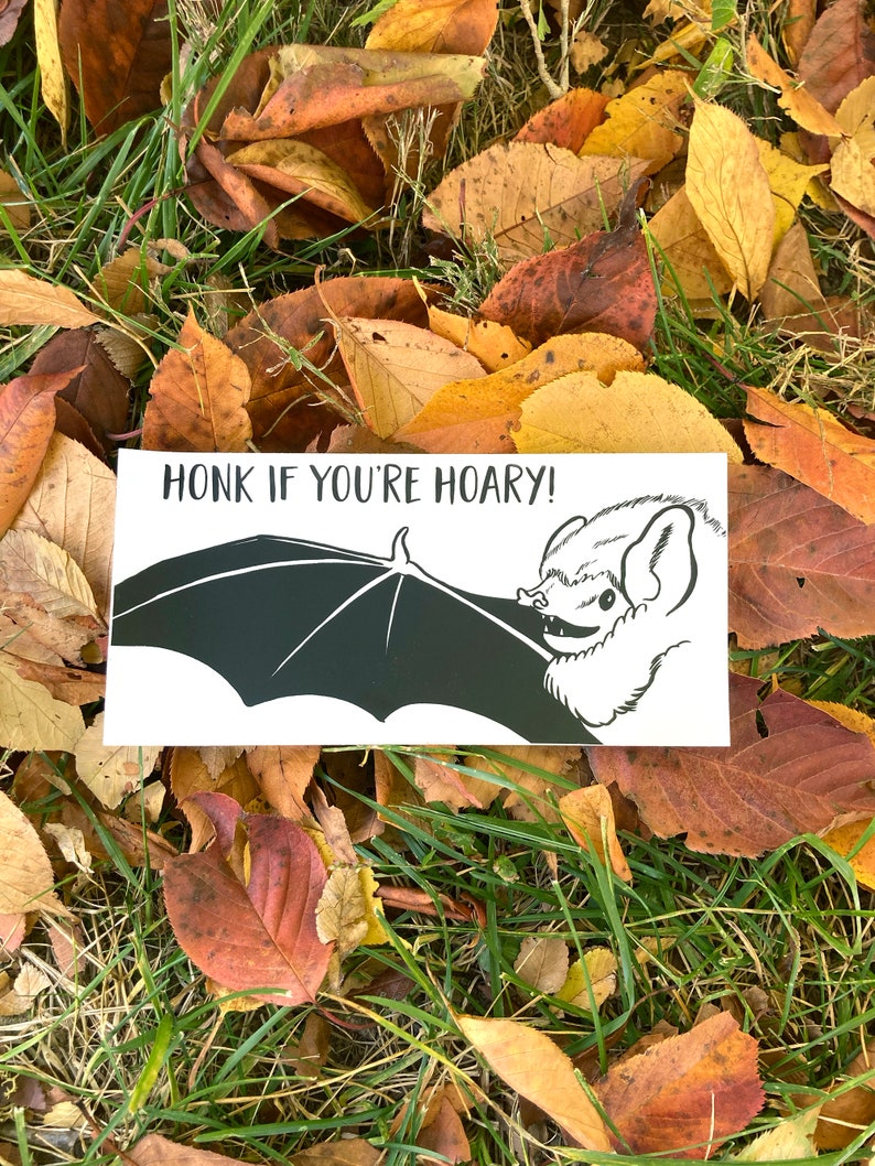 Bat Bumper Sticker Hoary Bat Vinyl Sticker Honk if you're hoary image 1