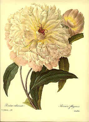 Redoute Botanical Peony Print Peony 104 White Peony | Etsy