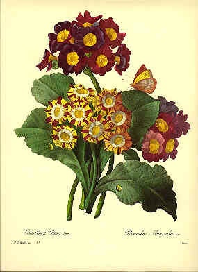 Redoute Botanical Print Primrose 111 | Etsy