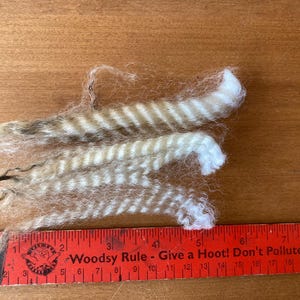 May include: Close-up of raw, unprocessed wool fibers with a striped pattern in shades of beige and brown. A red ruler with the text "Woodsy Rule - Give a Hoot! Don't Pollute!" is placed next to the wool, showing measurements in inches.